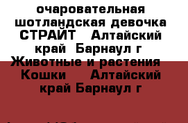 очаровательная шотландская девочка-СТРАЙТ - Алтайский край, Барнаул г. Животные и растения » Кошки   . Алтайский край,Барнаул г.